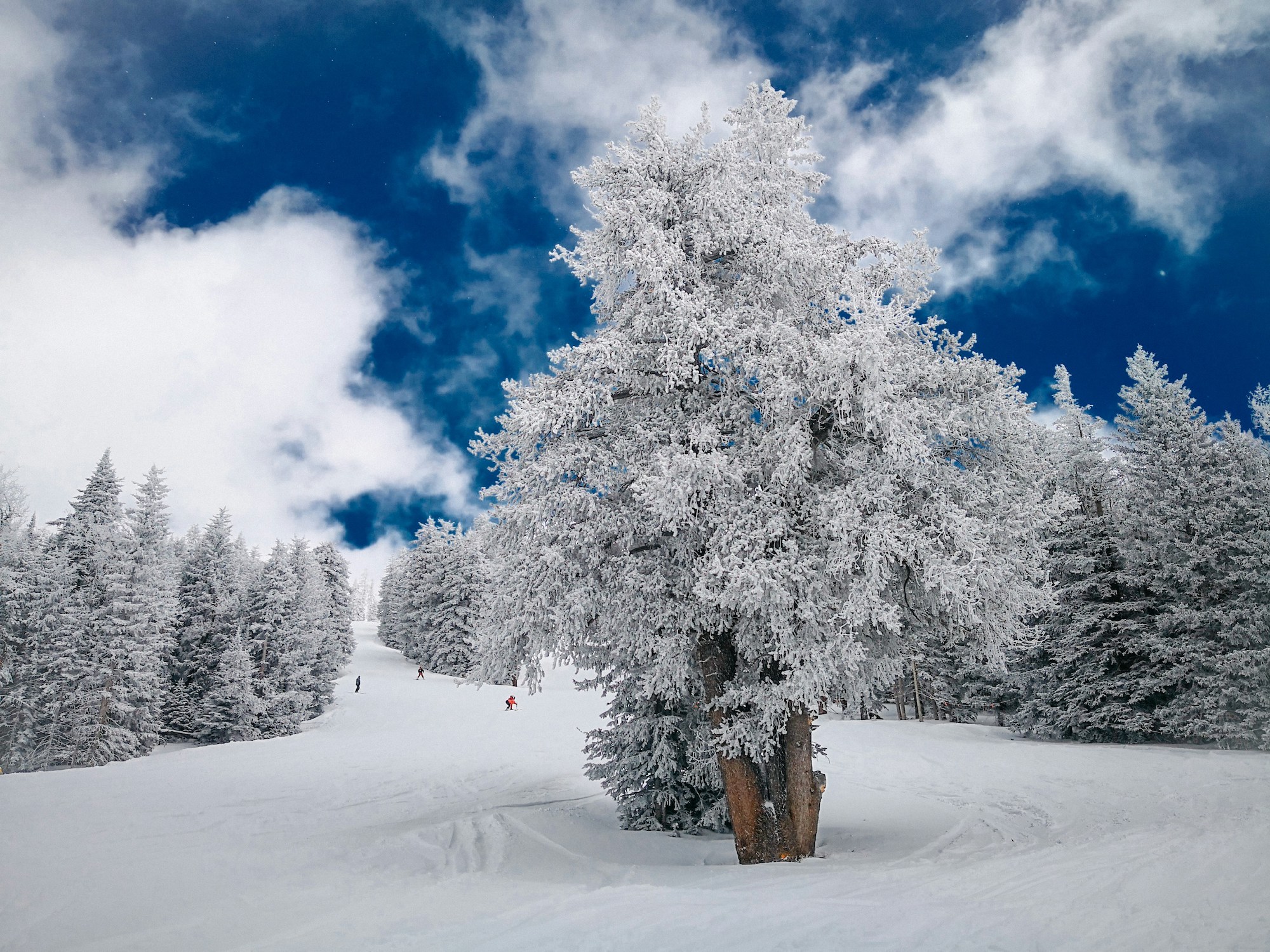 Ski Season in Flagstaff: Where to Find the Best Powder | Porter