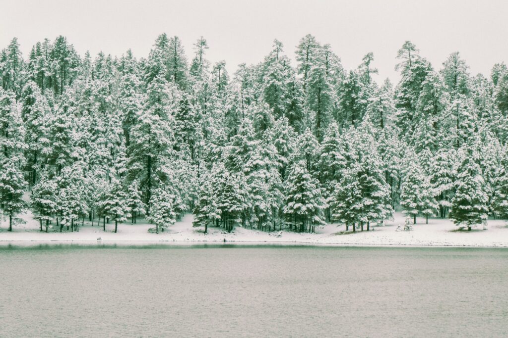 Flagstaff Snow Trees